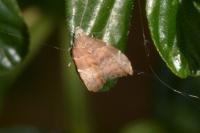 Choreutis nemorana