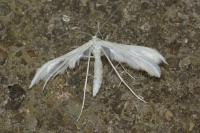 Pterophorus pentadactylus