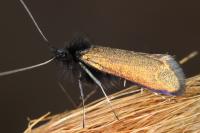 Adela reaumurella