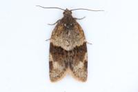 Syndemis musculana