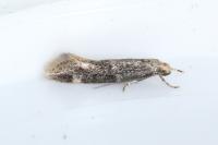 Elachista canapennella