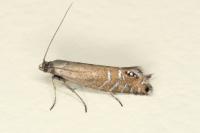Glyphipterix thrasonella