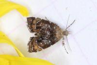 Prochoreutis sehestediana