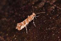 Cameraria ohridella