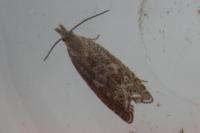 Dichrorampha plumbagana