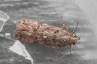 Teleiopsis diffinis