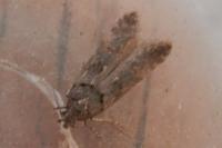 Teleiopsis diffinis