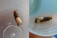 Notocelia cynosbatella