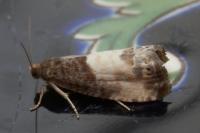 Notocelia cynosbatella