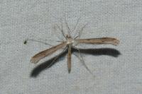 Stenoptilia