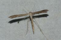 Stenoptilia