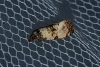 Cochylichroa atricapitana