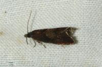 Dichrorampha acuminatana
