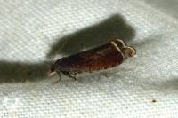 Dichrorampha acuminatana