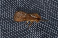 Korscheltellus lupulinus