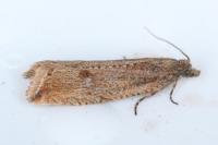 Bactra