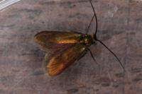 Cauchas rufimitrella