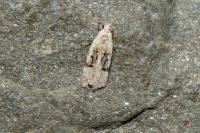 Altenia scriptella