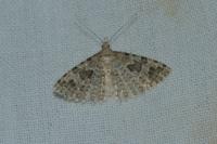 Alucita hexadactyla