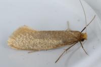 Nematopogon