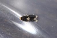Ectoedemia albifasciella