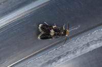 Ectoedemia albifasciella