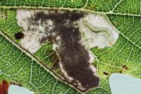 Ectoedemia albifasciella