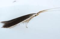 Coleophora albella