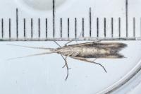 Coleophora albella