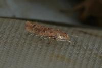 Ypsolopha ustella