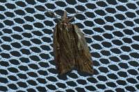 Acleris umbrana