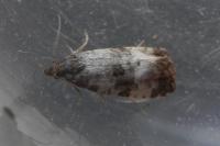Cochylichroa atricapitana