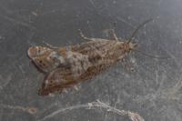 Dichrorampha plumbagana