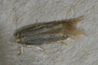 Elachista canapennella