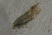 Elachista canapennella