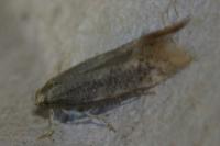 Elachista canapennella