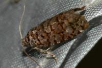 Barbara herrichiana