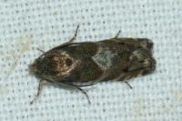 Pammene splendidulana