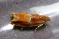 Ancylis mitterbacheriana