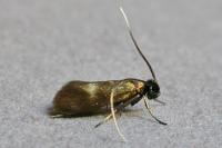 Cauchas fibulella
