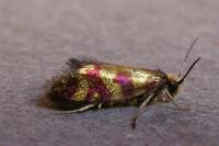 Micropterix tunbergella