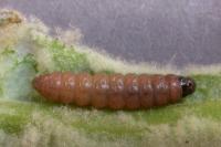 Nothris verbascella