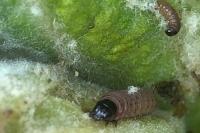 Nothris verbascella
