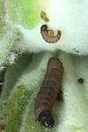 Nothris verbascella