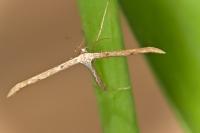 Emmelina monodactyla