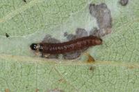 Celypha lacunana
