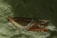 Ancylis unculana