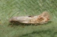 Elachista maculicerusella