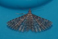 Alucita huebneri