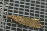 Bactra lancealana